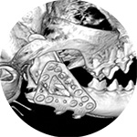 Mandible